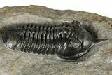 Prone Morocconites Trilobite Fossil - Ofaten, Morocco #359485-2